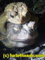 /home//u458753944/public_html/sourcegallery//////////Roxborough Toad Detour/2013-2019/2013/2013-04-09/P1120083.JPG